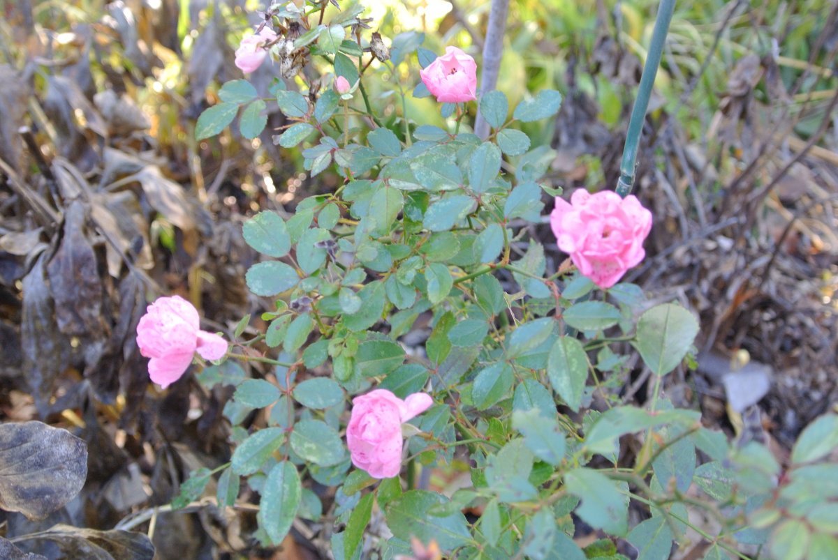 Роза почвопокровная Зе Фейри - фото 2