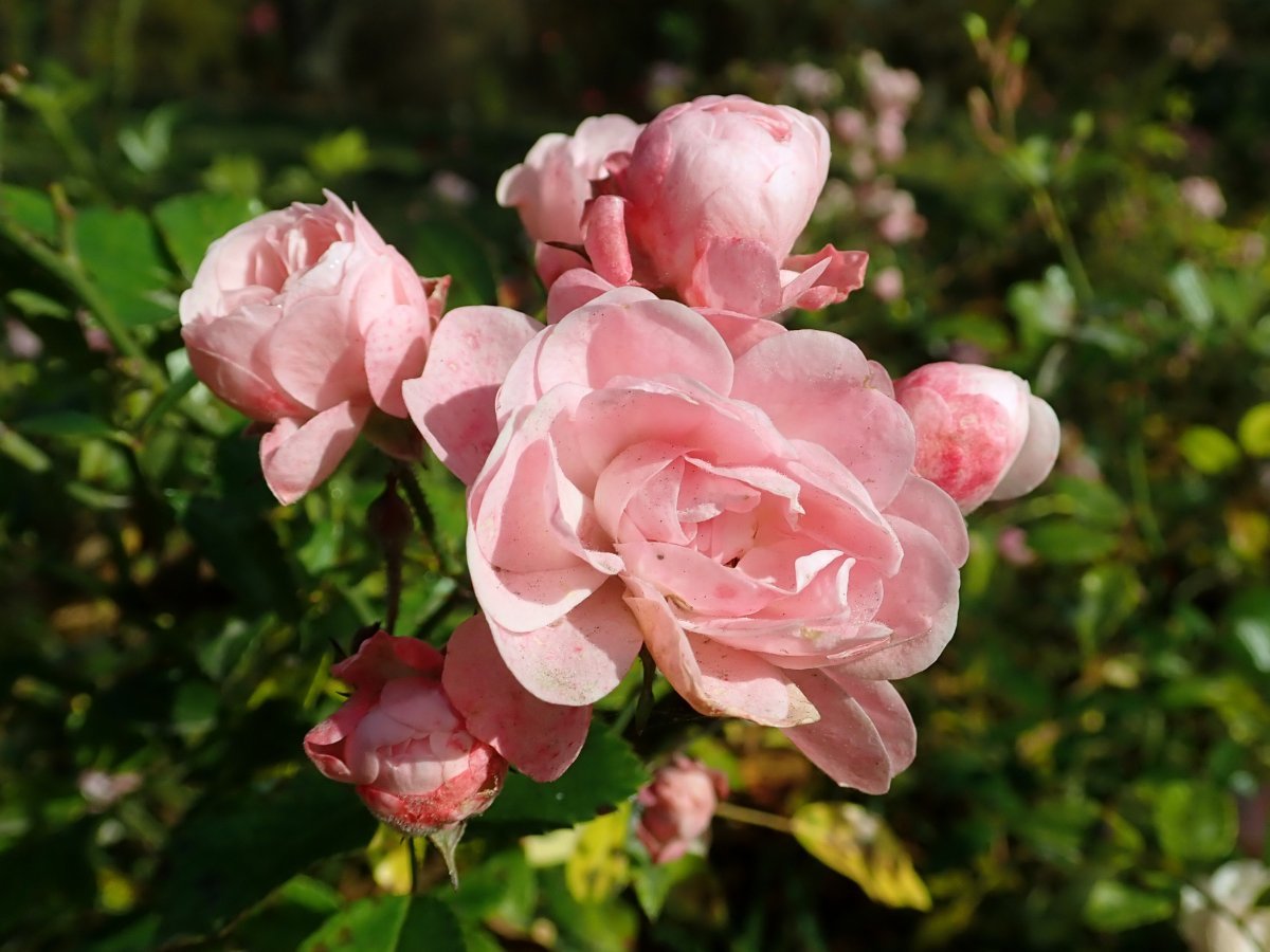 Роза почвопокровная Зе Фейри - фото 11