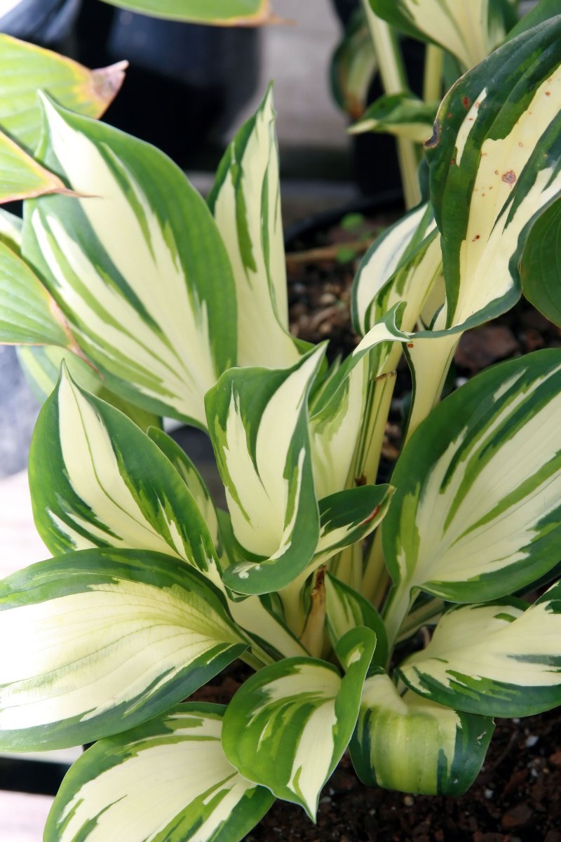 Хоста Файр анд Айс - фото 3