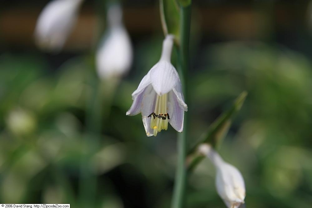 Хоста Фест Фрост - фото 2