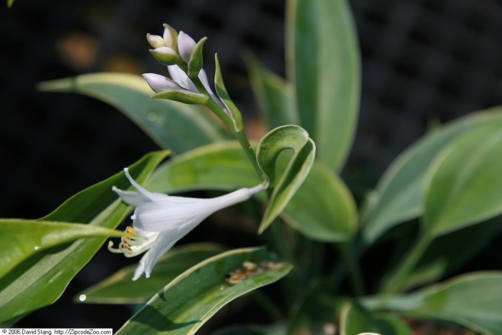 Хоста Фест Фрост - фото 4