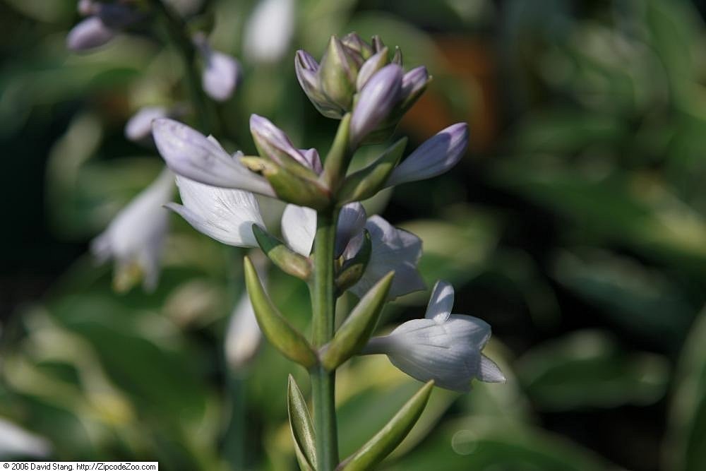 Хоста Фест Фрост