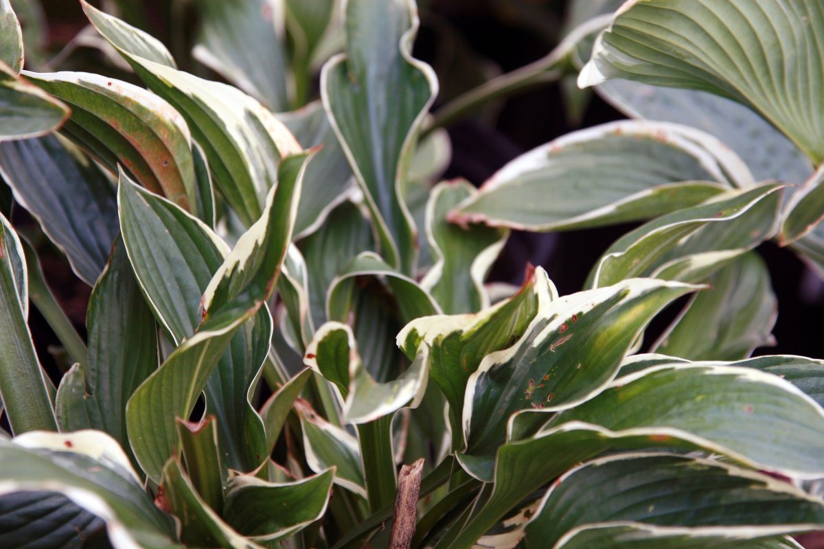 Хоста Франсе - фото 5