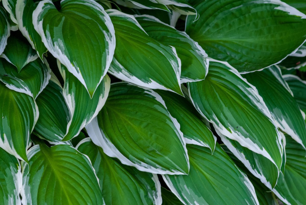 Хоста Франсе - фото 2