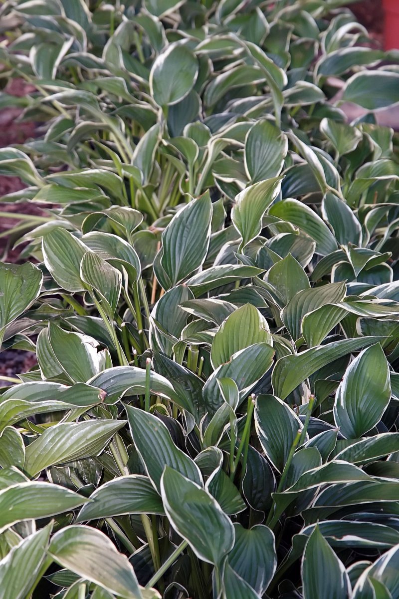 Хоста Франсе - фото 6