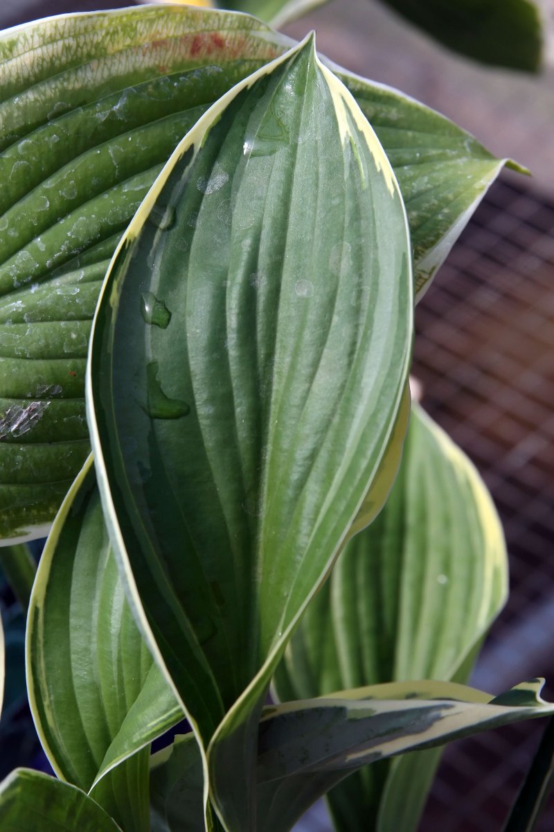 Хоста Франсе - фото 7