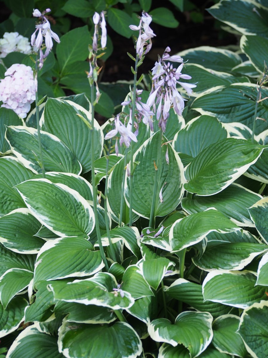 Хоста Франсе - фото 3