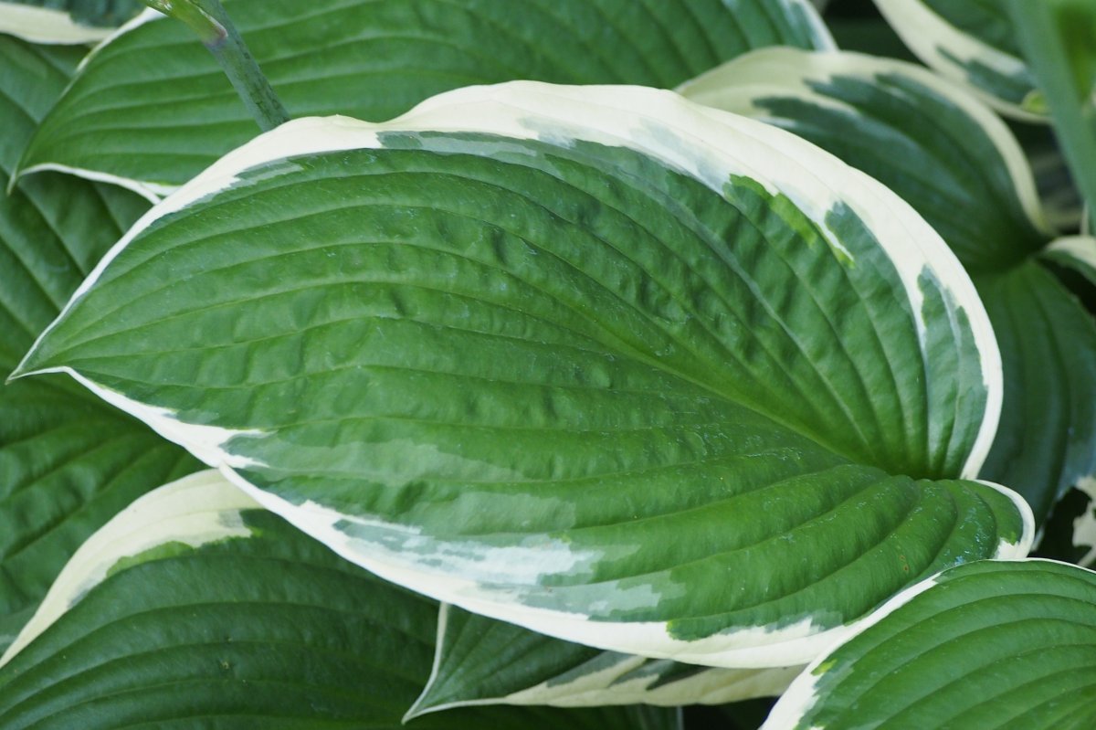 Хоста Франсе - фото 4