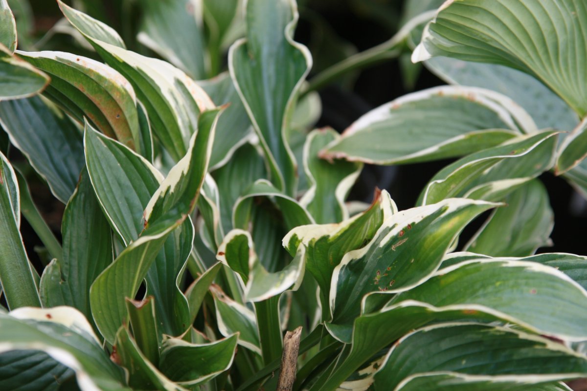 Хоста Франсе - фото 9