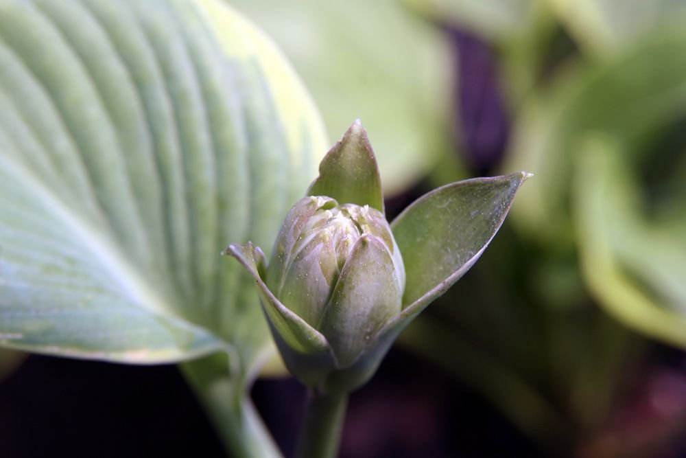 Хоста Франсес Вильямс - фото 6