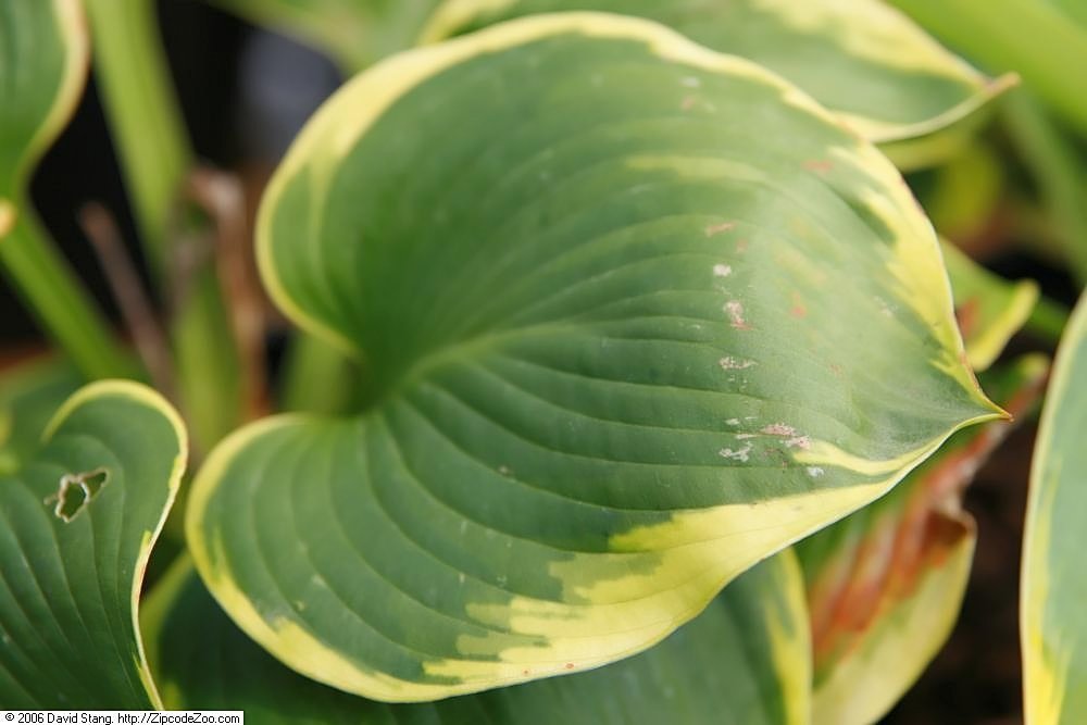 Хоста Франсес Вильямс - фото 9