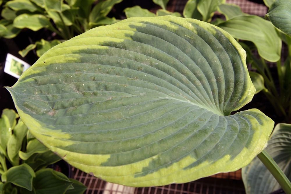 Хоста Франсес Вильямс - фото 5