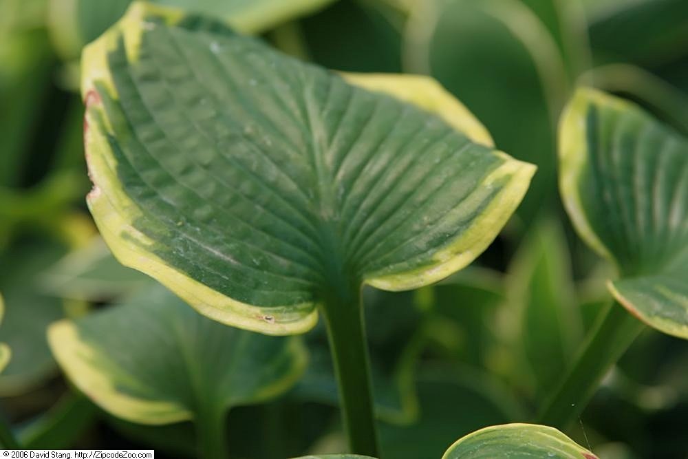 Хоста Франсес Вильямс - фото 10