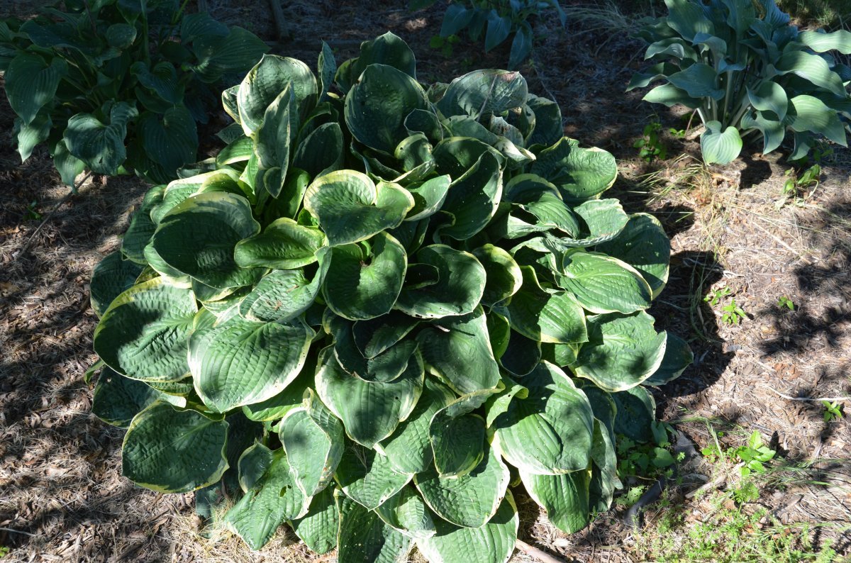 Хоста Франсес Вильямс - фото 3