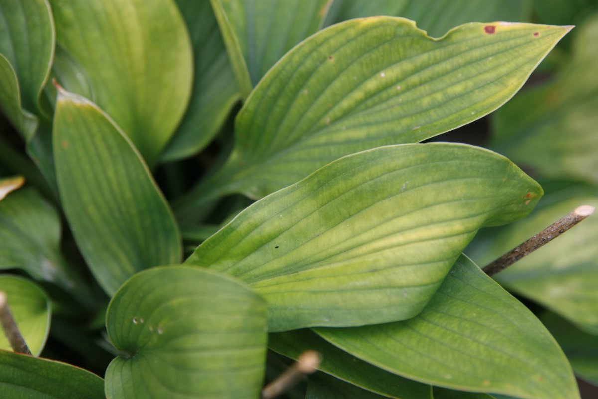 Хоста Голд Стандарт - фото 6