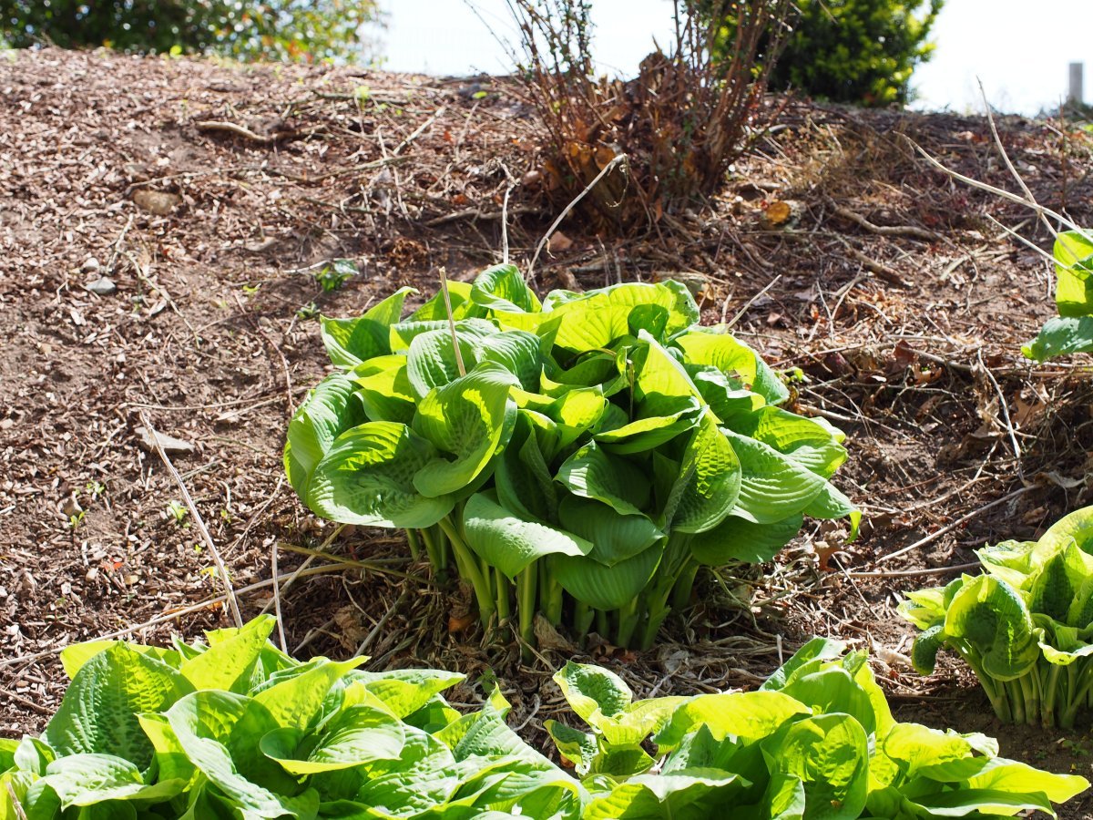 Хоста Голд Стандарт - фото 3