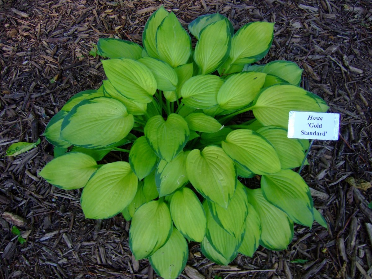 Хоста Голд Стандарт - фото 2