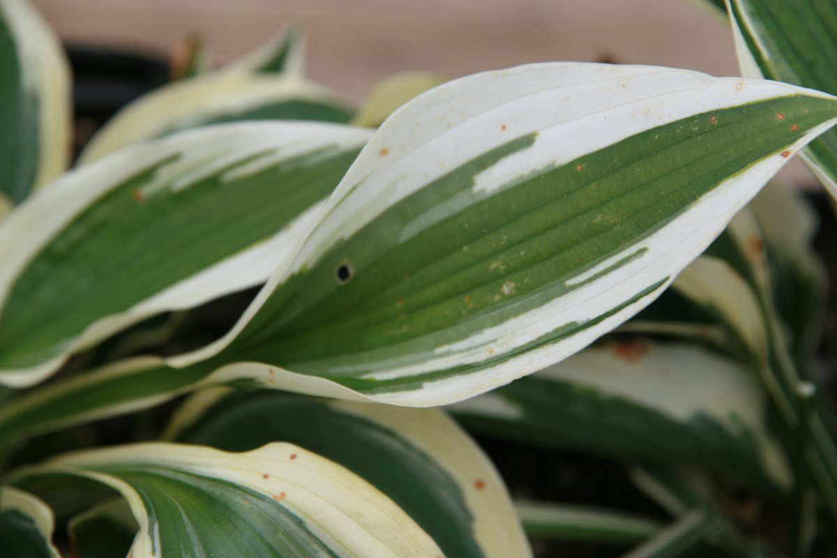 Хоста Патриот - фото 3