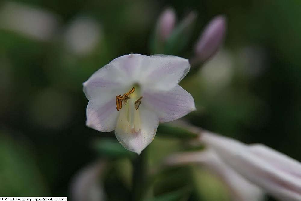 Хоста Патриот - фото 6