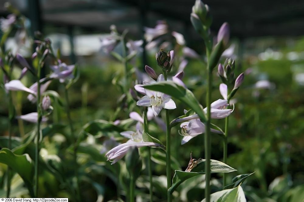 Хоста Патриот - фото 5