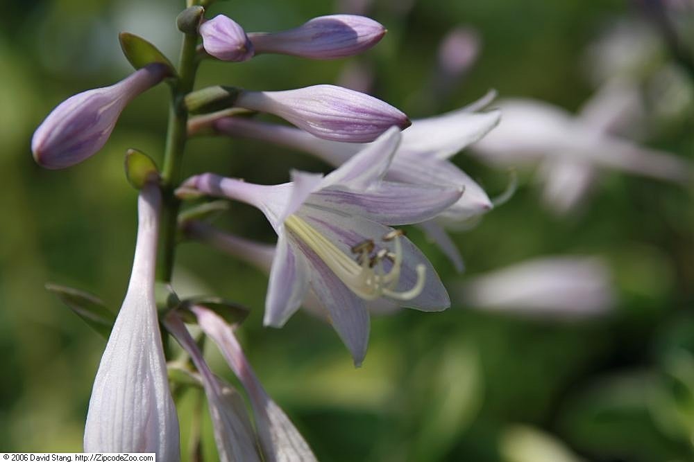 Хоста Патриот - фото 4