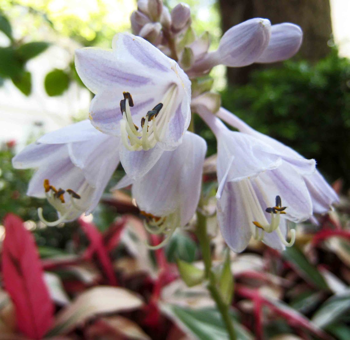 Хоста Патриот - фото 8