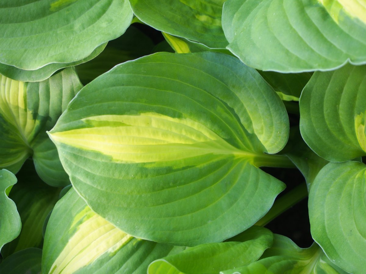 Хоста Саммер Мьюзик - фото 3