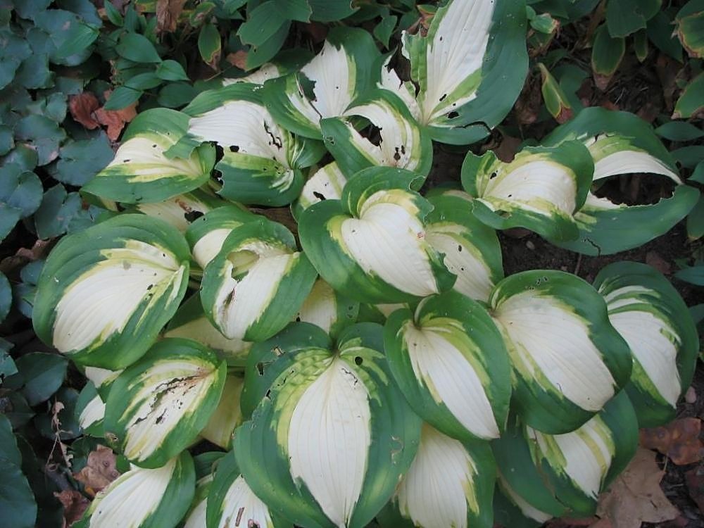 Хоста Саммер Мьюзик - фото 4