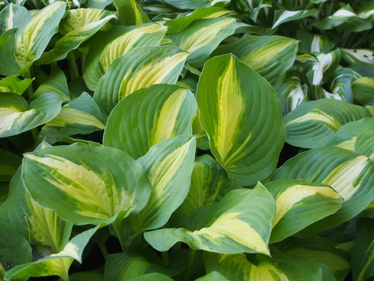 Хоста Саммер Мьюзик - фото 2