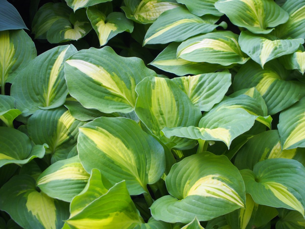 Хоста Саммер Мьюзик