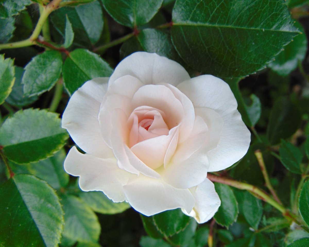 Роза почвопокровная Свoни - фото 2