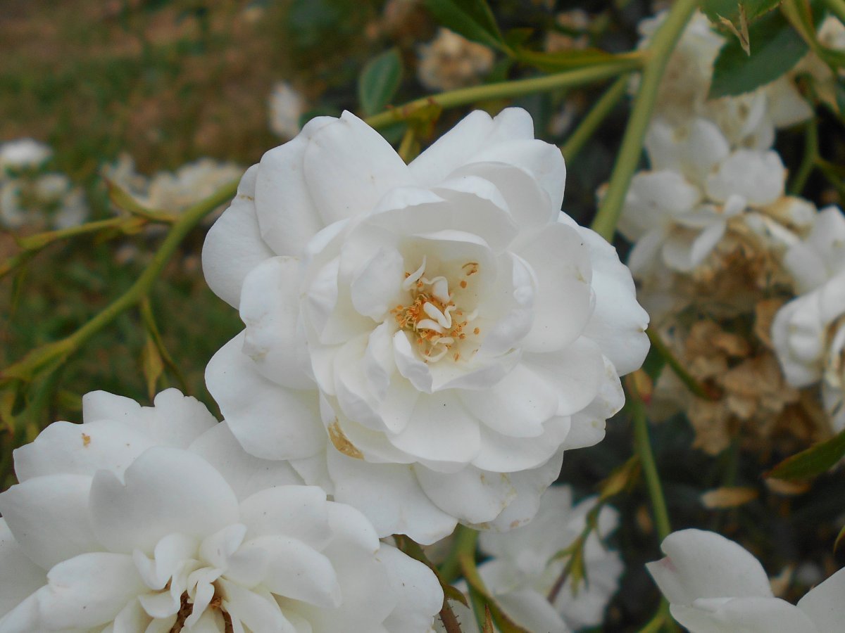 Роза почвопокровная Свoни - фото 9