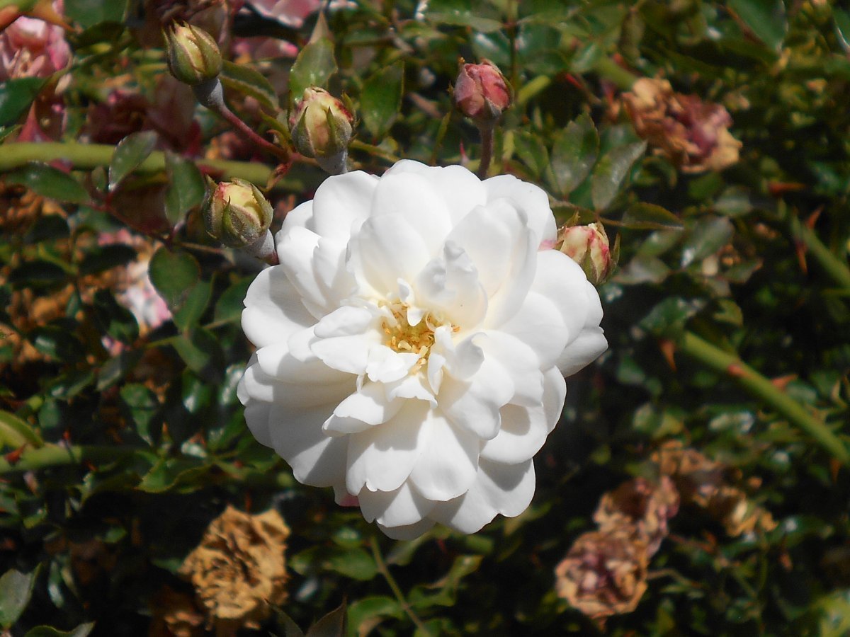 Роза почвопокровная Свoни - фото 6