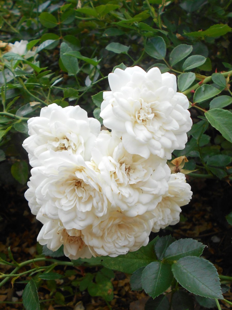 Роза почвопокровная Свoни - фото 10