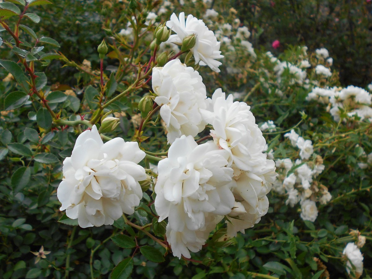 Роза почвопокровная Свoни - фото 7