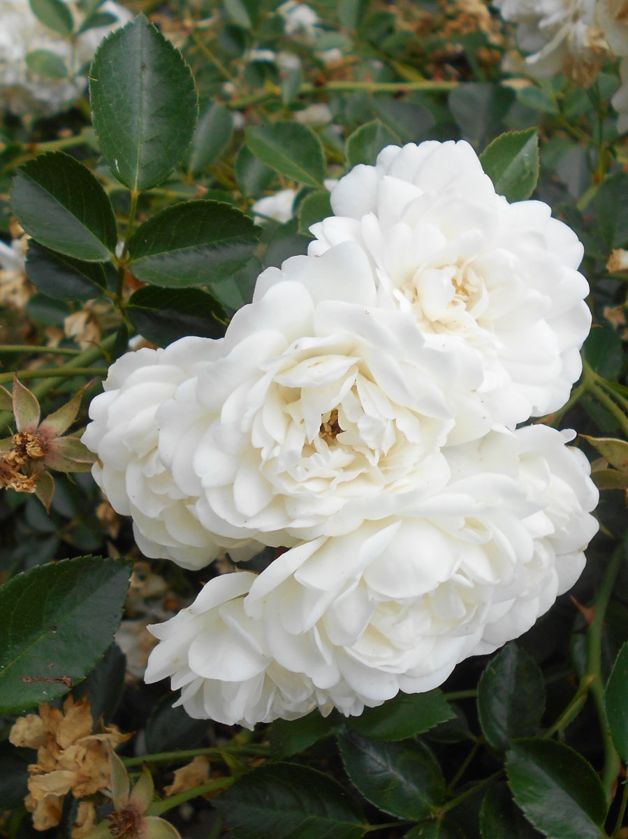 Роза почвопокровная Свoни - фото 8