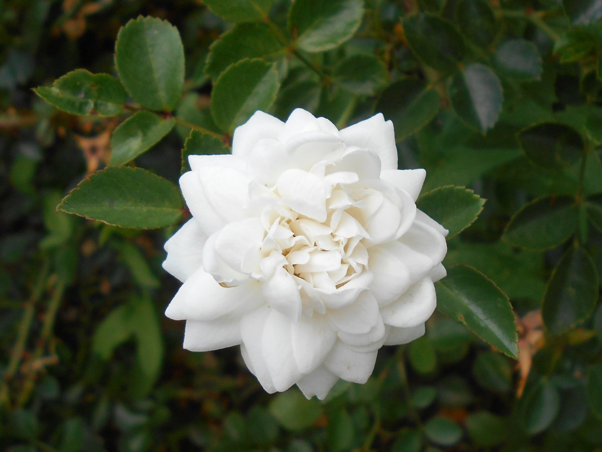 Роза почвопокровная Свoни - фото 11