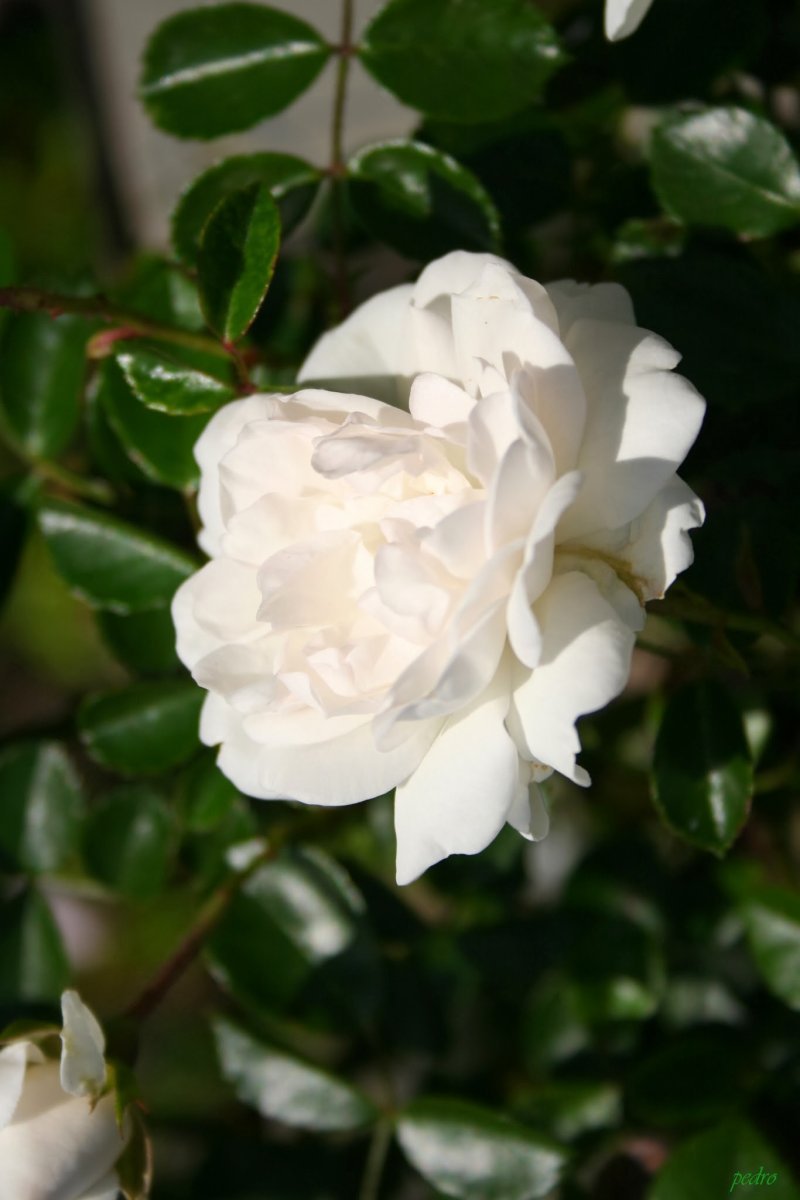 Роза почвопокровная Свoни - фото 3