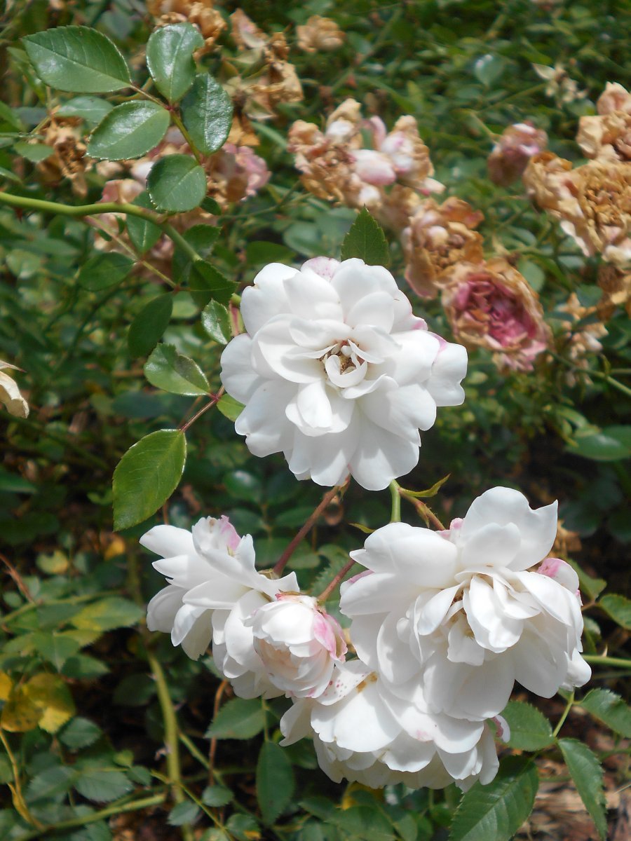 Роза почвопокровная Свoни - фото 5