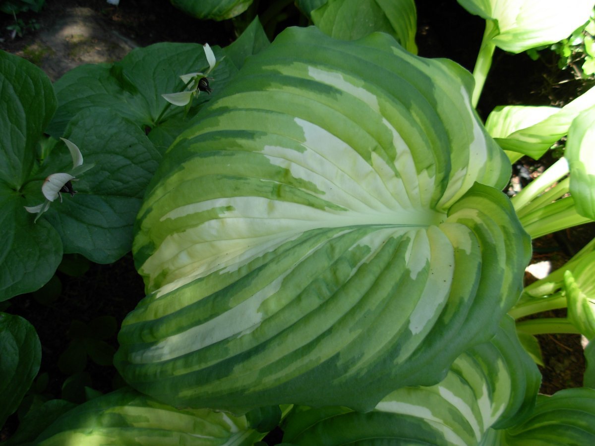 Хоста Вар Поинт