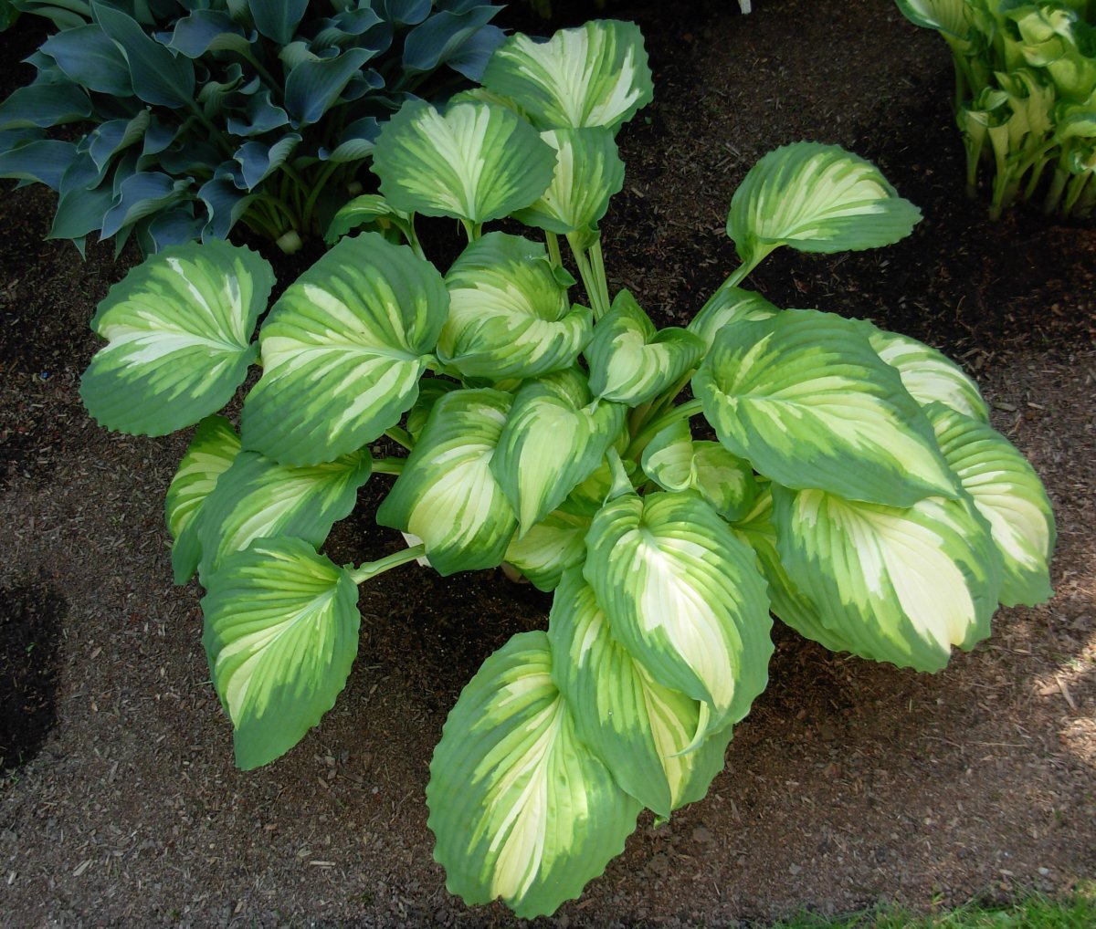 Хоста Вар Поинт - фото 4