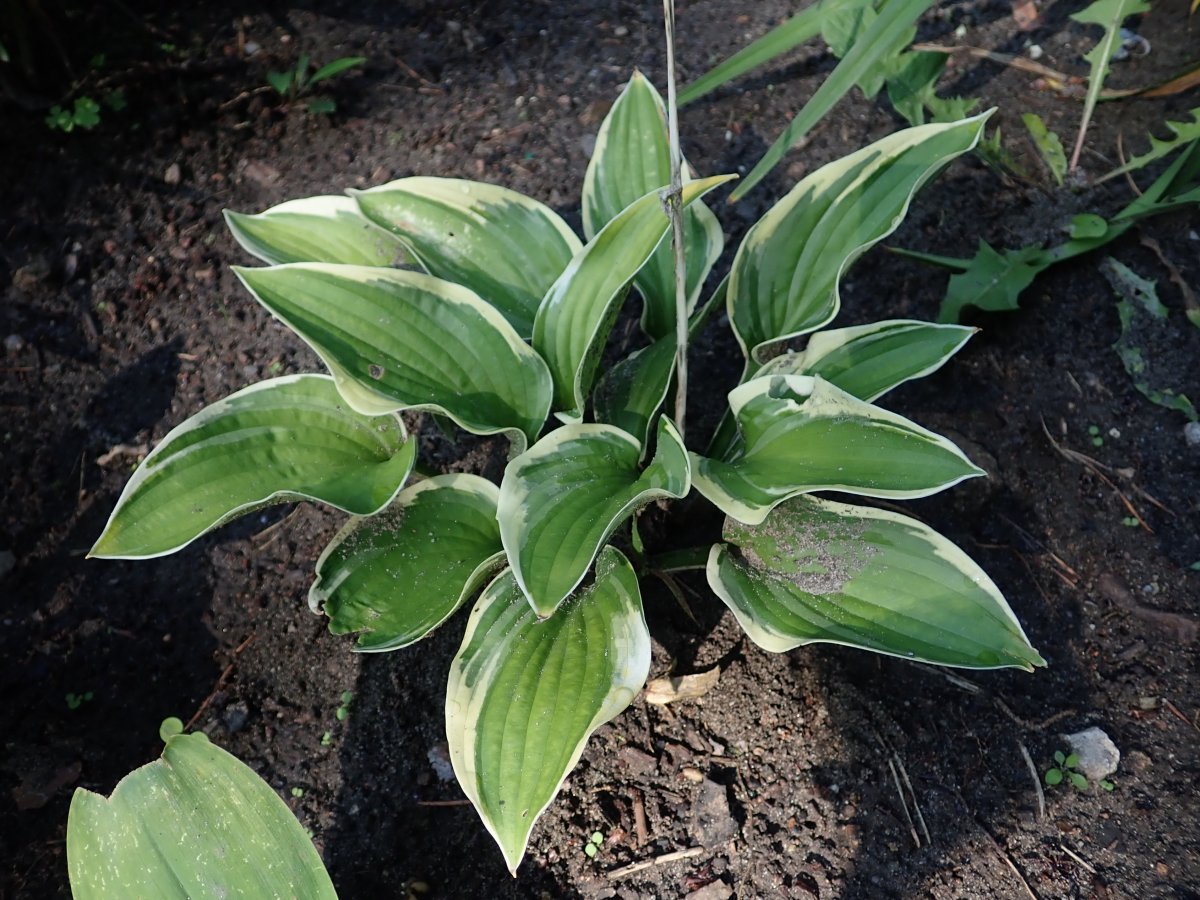 Хоста Вайт Брим - фото 8