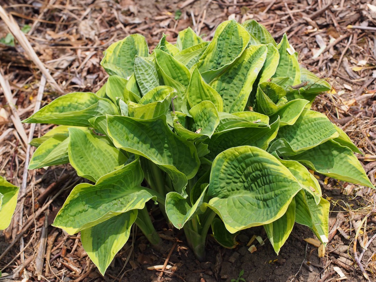 Хоста Вайт Брим - фото 4