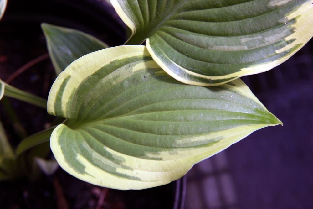 Хоста Вайт Брим - фото 10