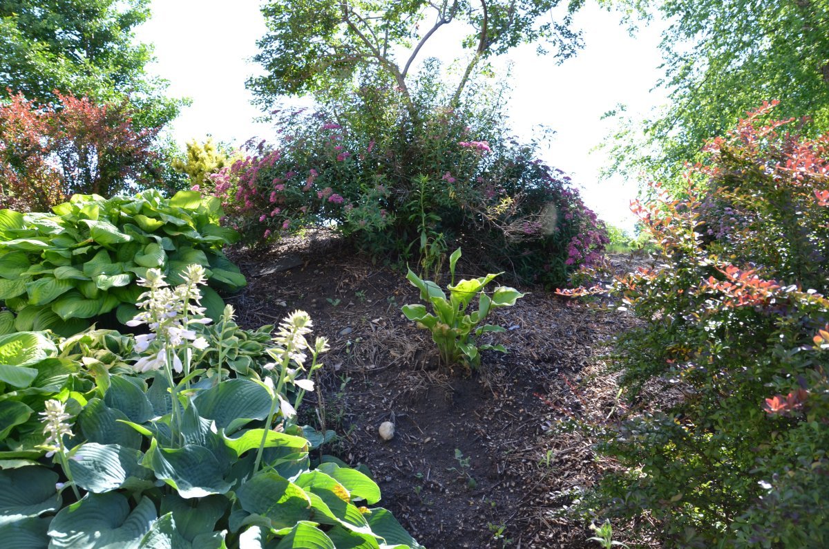 Хоста Винтер Сноу - фото 4