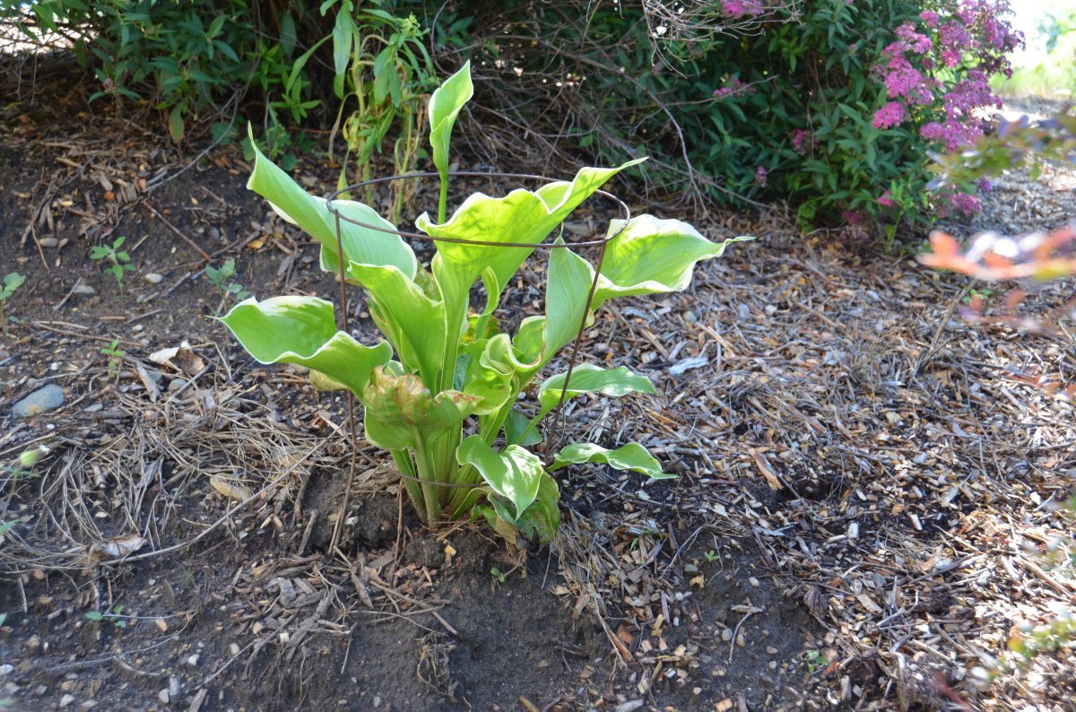 Хоста Винтер Сноу - фото 2