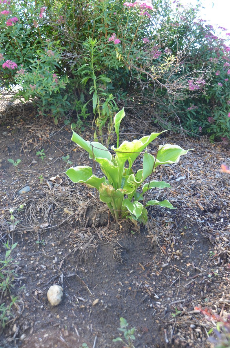 Хоста Винтер Сноу - фото 5