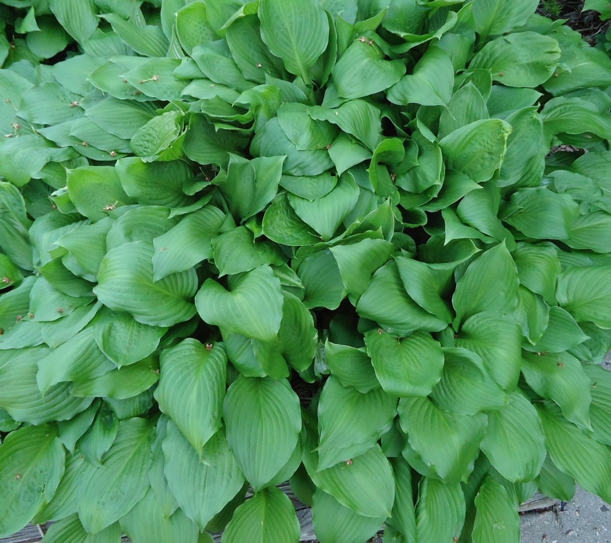 Хоста Винтер Сноу