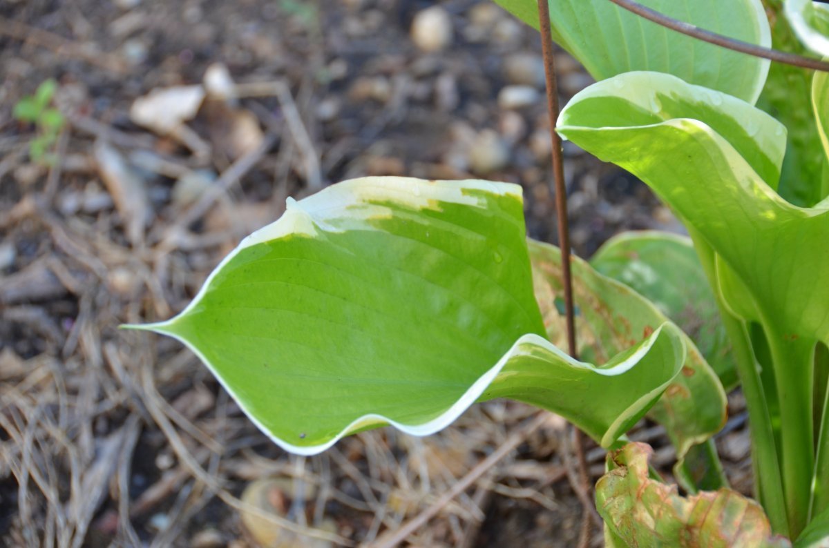 Хоста Винтер Сноу - фото 3