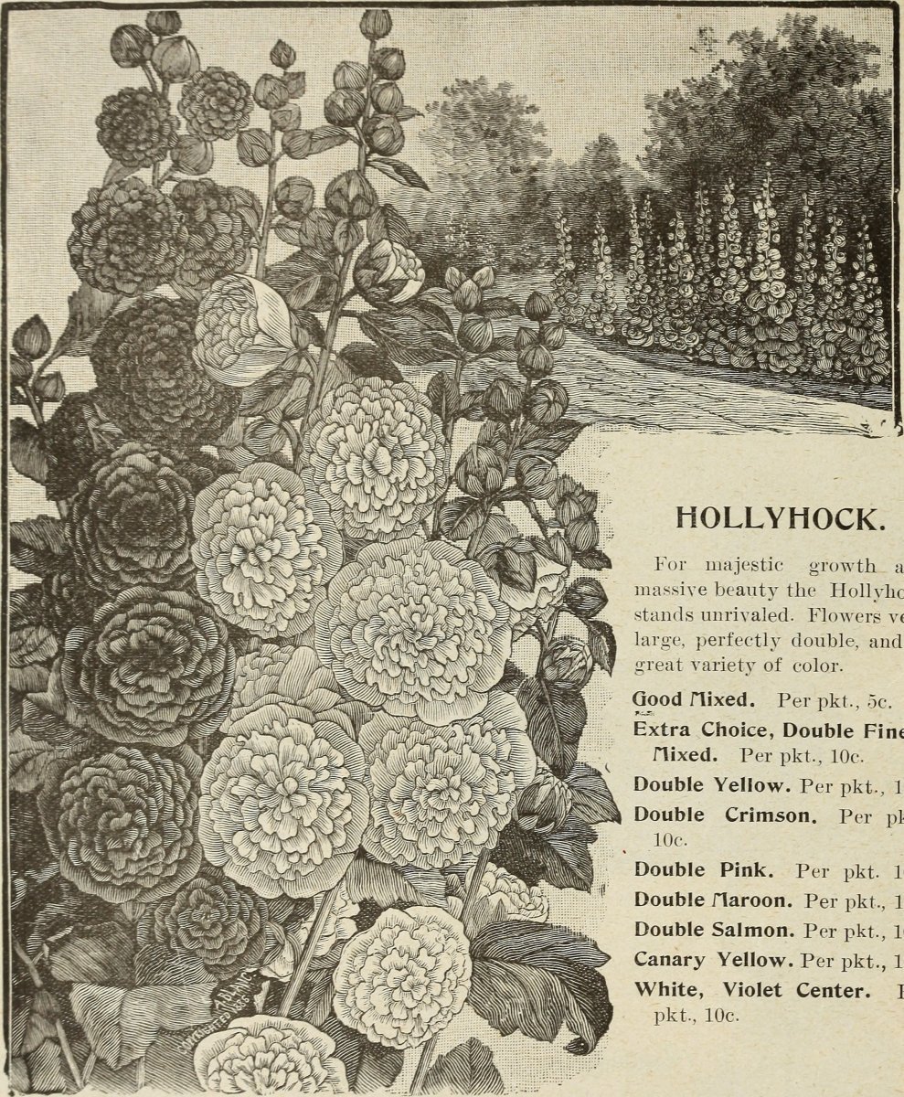 Шток-роза Double Yellow махровая